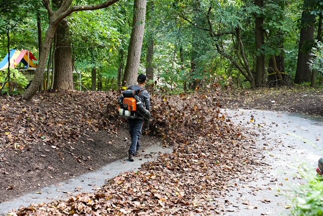 Leaf Clean Up